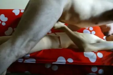 ABG Bispak Jakarta Live Hotel Bintang Lima 2026